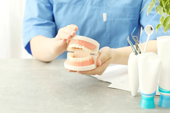 歯科スタッフが歯の模型を手に持ち、口腔内の説明をしている様子。机には歯科器具や歯磨き用チューブも並んでいる。